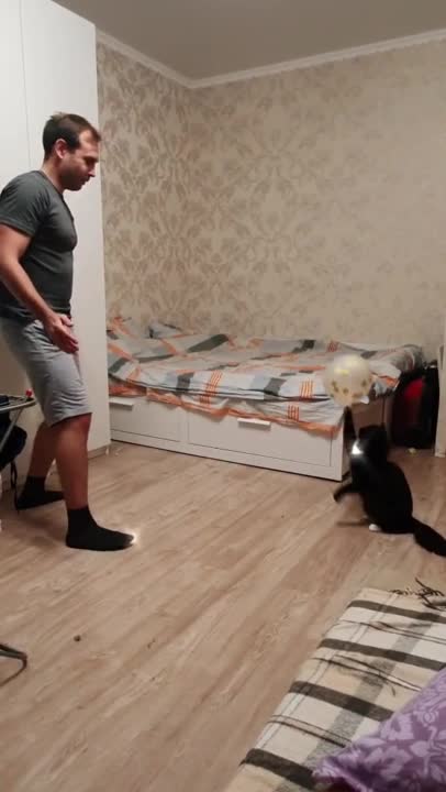 Kitten & owner adorably play catch with a balloon