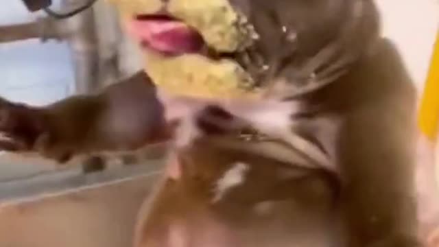 puppy eats food ,best puppy food ,best puppy food 2022