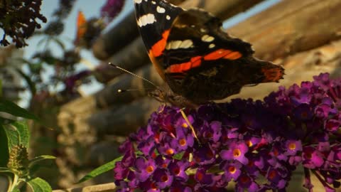 butterfly on flower