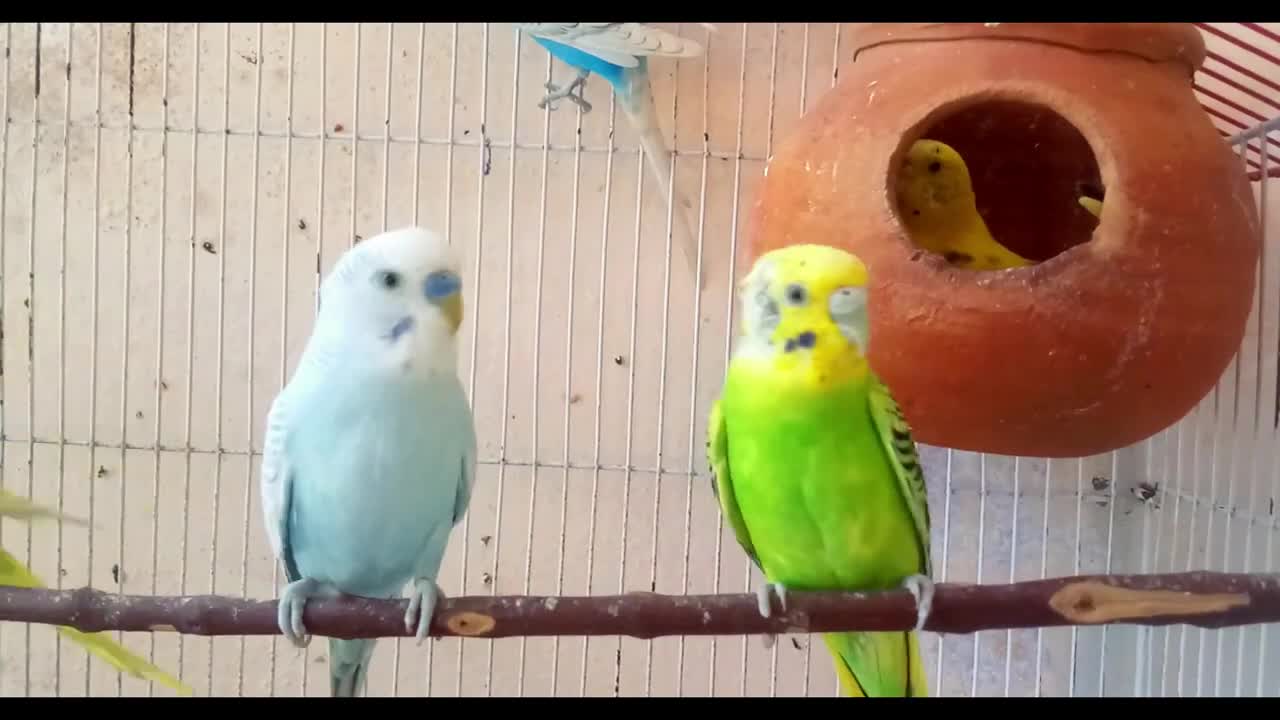 Austrillain parrot || Birds video || Beautiful parrot ||