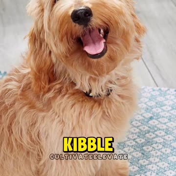 Fast food and Pet Food - Same Monopoly and why | always cook from scratch.