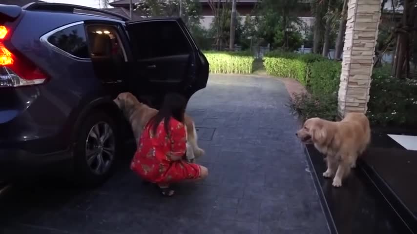 Three Golden’s Line Up For A Car Ride. Now Keep Your Eye On Their Paws!