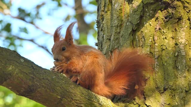 angora squirrel