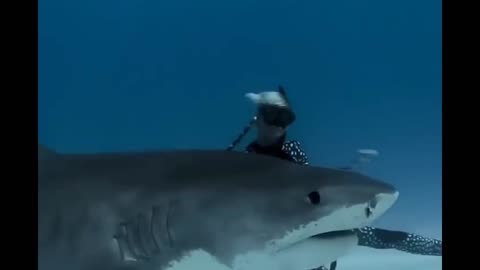 This looks dangerous 🦈🤿