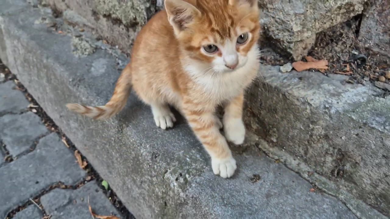 Little orange kitty