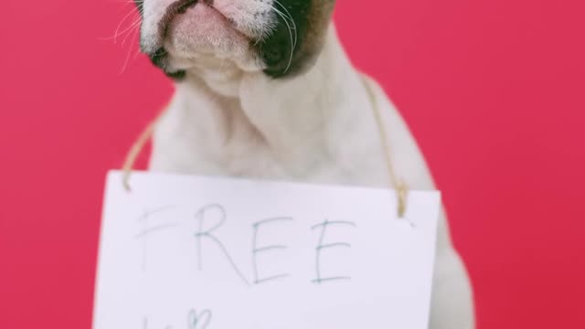 Cute puppy with a sign sitting on a stool for a kiss.