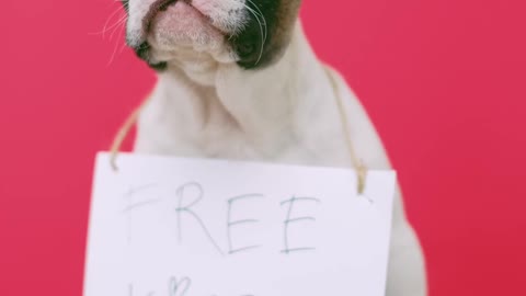 Cute puppy with a sign sitting on a stool for a kiss.