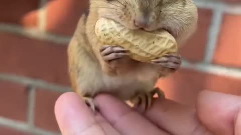 Cute squirrel eating a peanut