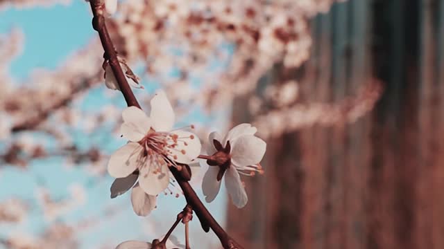 cherry-flowers-blooming-during-spring-season