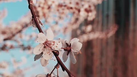 cherry-flowers-blooming-during-spring-season