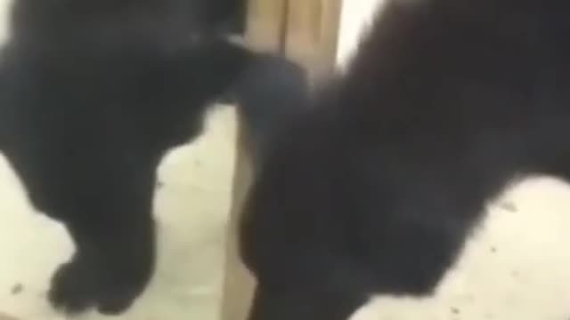 funny dog gets scared by his own reflection