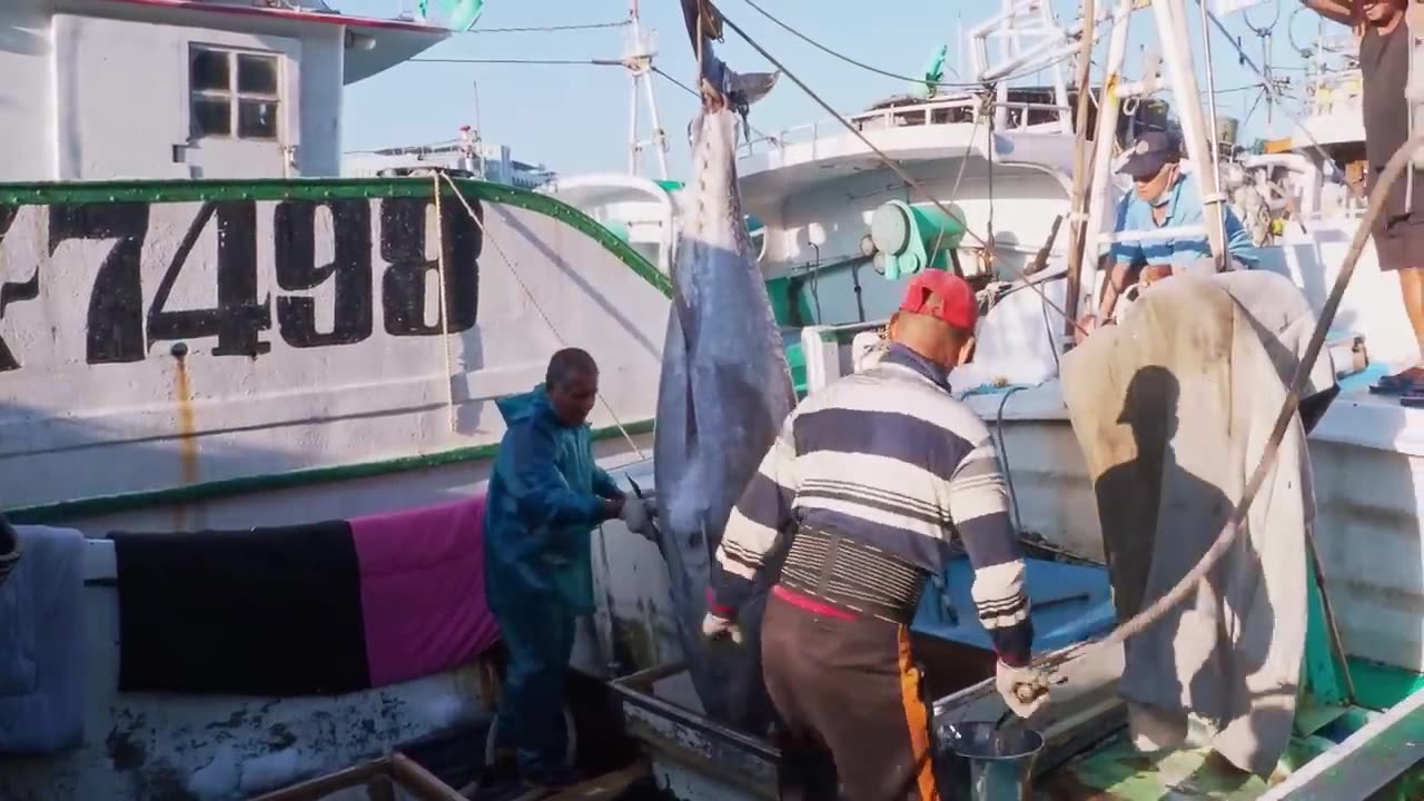 World's Sharpest Tuna Knife！Amazing Giant bluefin tuna cutting Master / 驚人的！巨大黑鮪魚切割技巧, 黑鮪魚大腹-Sashimi