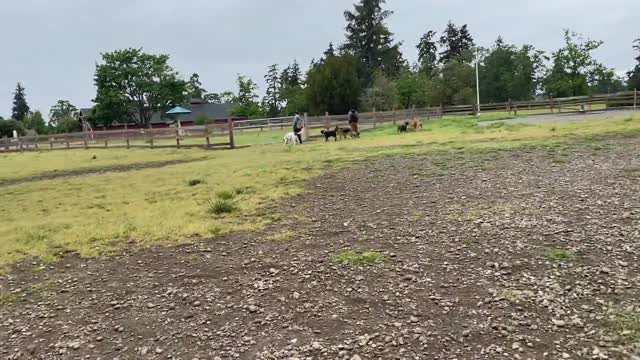 German Shepherd Attacks Pitbull [OFF LEASH DOG PARK] Part