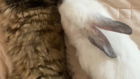 Cutest baby animals Videos Cute moment of the Cutest Animals sleeping cute cat and radiates
