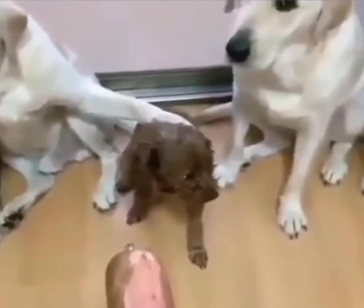 Perros culpables #3