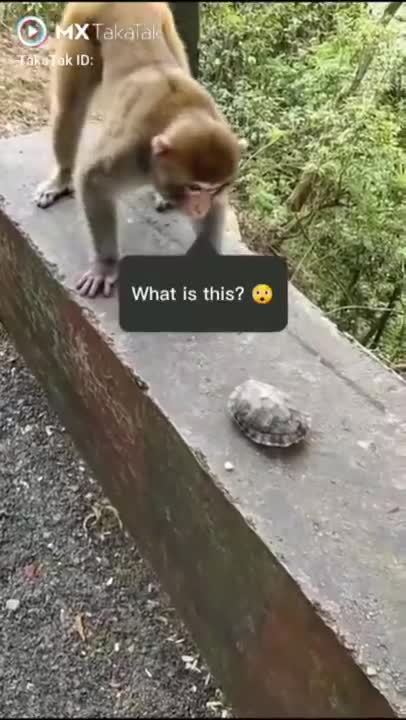 FUNNY MONKEY
