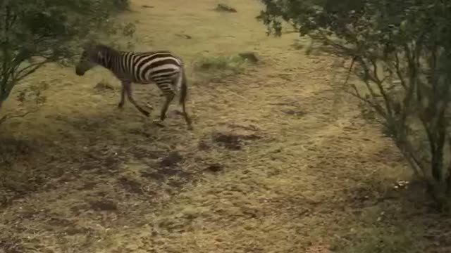 Zebras, Zebras