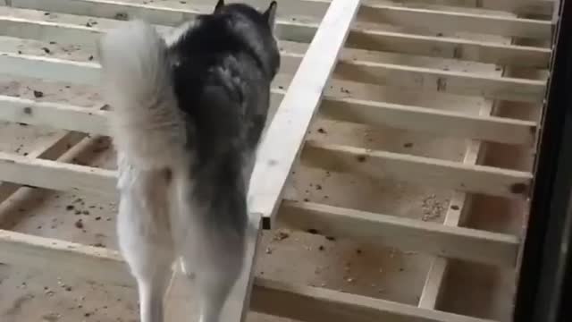 there are two types of dogs 😂