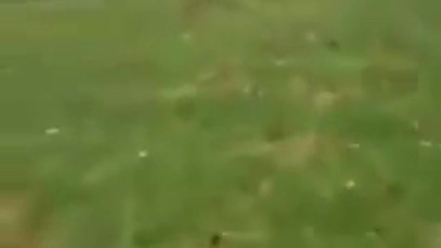 🦌