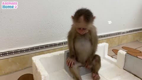 Cute and funny moments of BiBi and friends