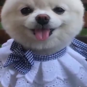 Dogs and cats compilation fun ones 2021