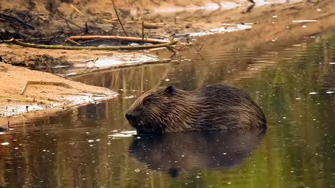 beaver play water