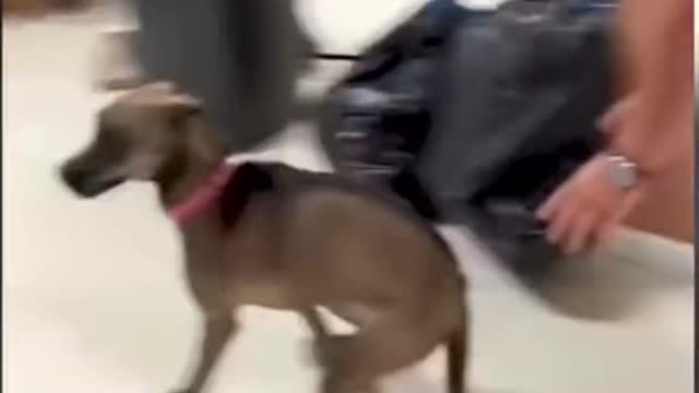 Lots of funny dogs that almost made me laugh to tears!