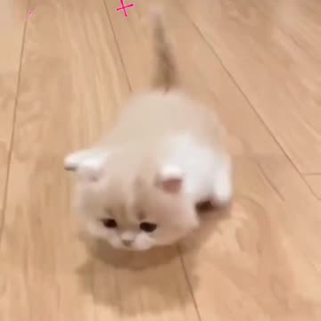 Cute Cat Video And Fanny Cat Video