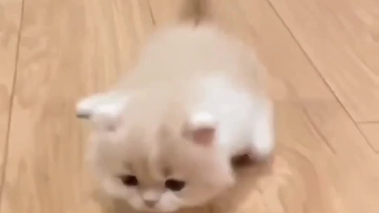 Cute Cat Video And Fanny Cat Video