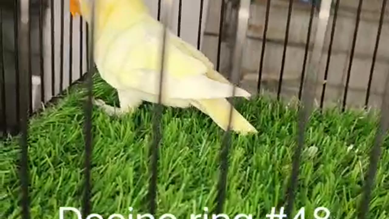 parrot eating sunflower seeds #Trending #Viral #Famous #USA #Canada #Germany