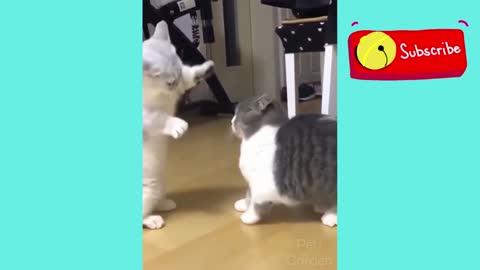 Rodeo cat fight