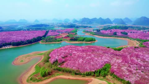 Guizhou Pingba cherry blossoms part-3