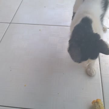 THE STREET CAT CAME AND STAYED AT MY HOUSE - ATE CORN-8