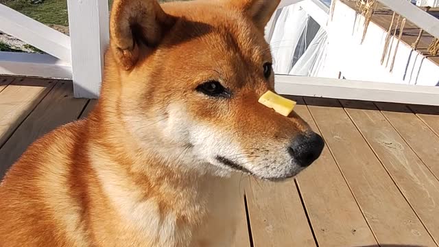 Shiba Inu from Russia carries out the command: daze spell