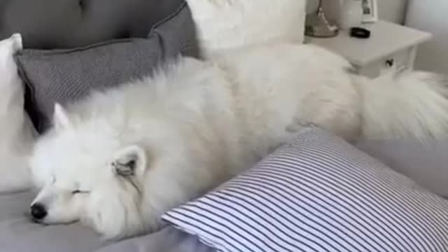 The many dogs and pets.They very funny. I love them s much.🐱🐶