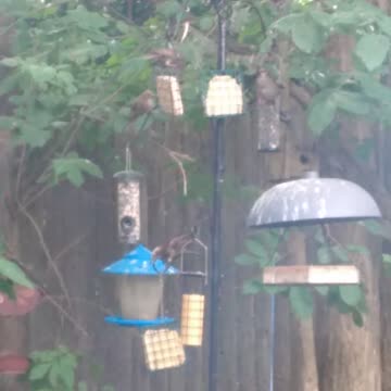 female grackle birds arguing over food