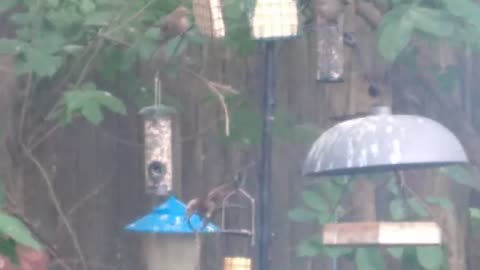 female grackle birds arguing over food
