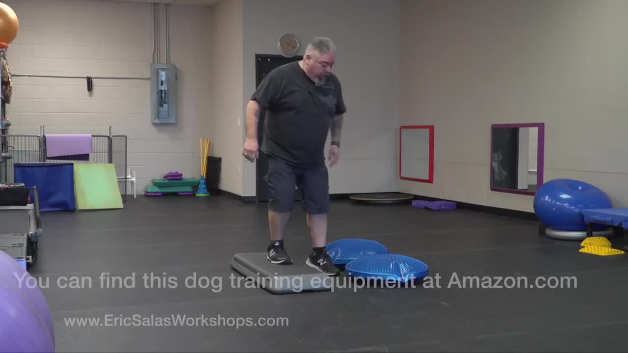 Winning your next dog show, In just 5 easy steps?