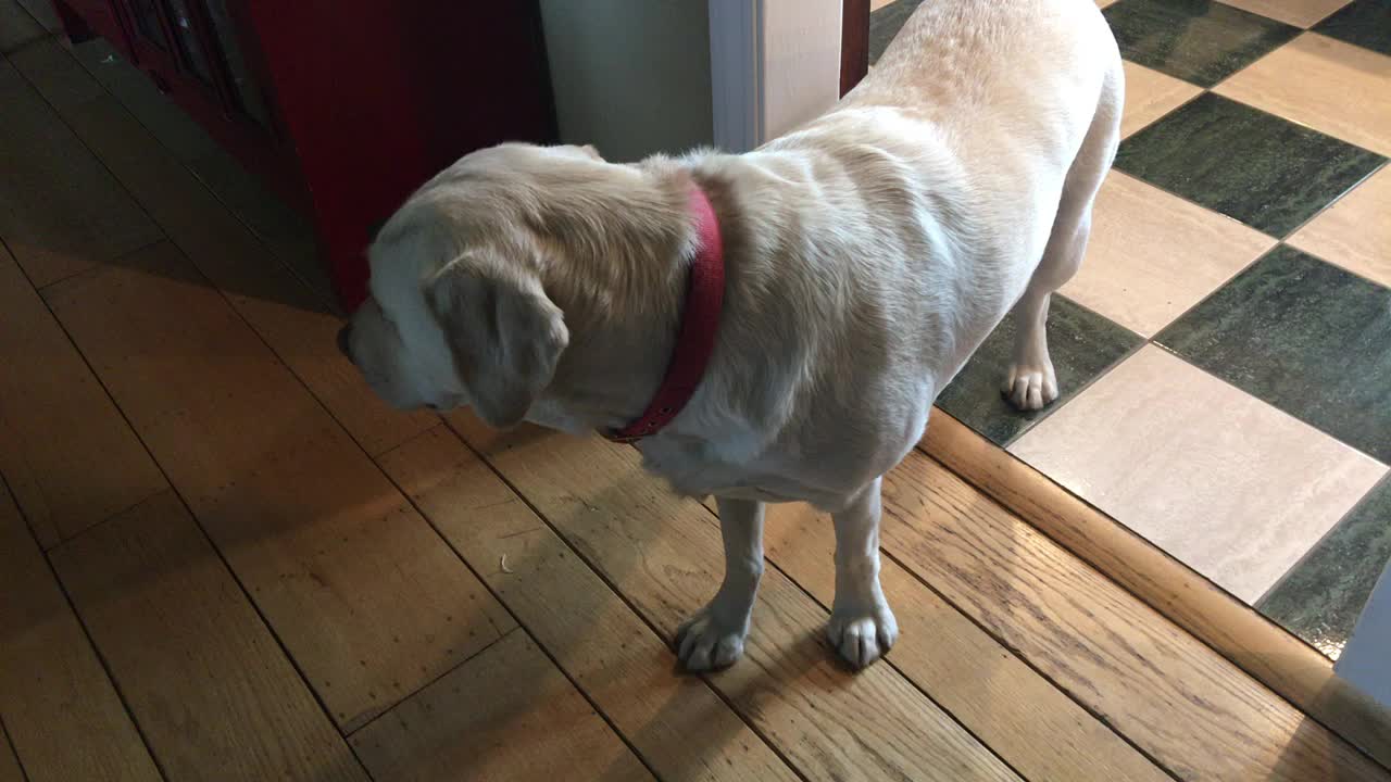 Harley gets scared of walking feet