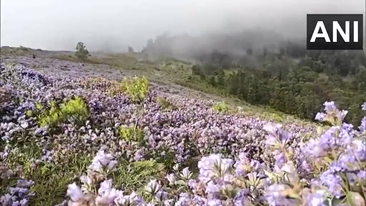 #WATCH | Nilgiris, Tamil Nadu: Neelakurinji flowers, which bloom once in 12 years.