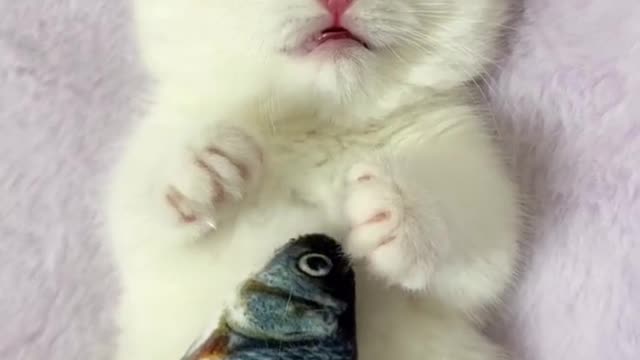 cat