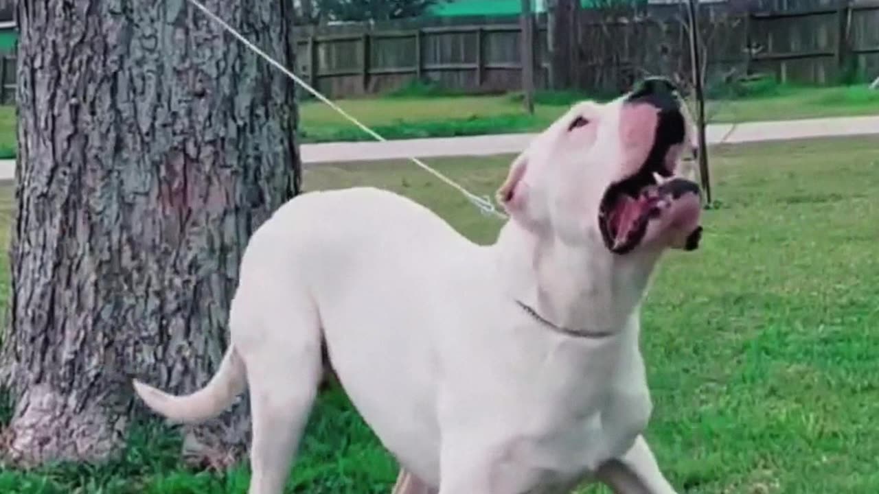 Dogo Argentino: Unpredictable Power 🤯