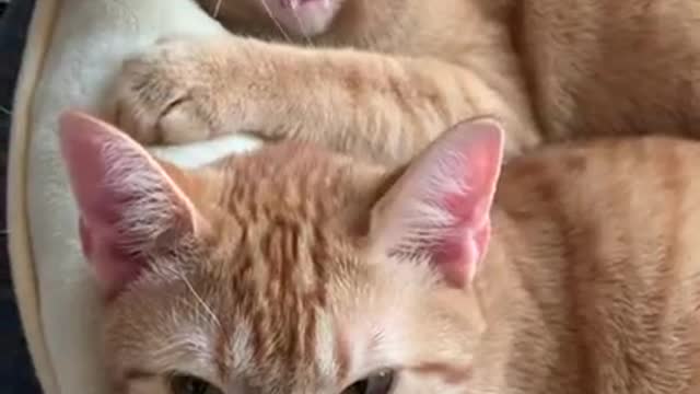 Funny baby cats video