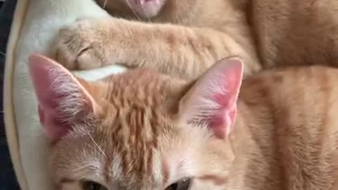 Funny baby cats video