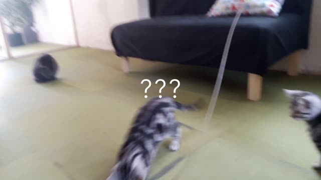 Rabbit in the cat cafe in Japan?