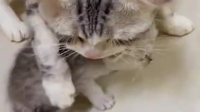 Lovely Cat, black cat, cats, funny cats, funny cat videos cats 2021