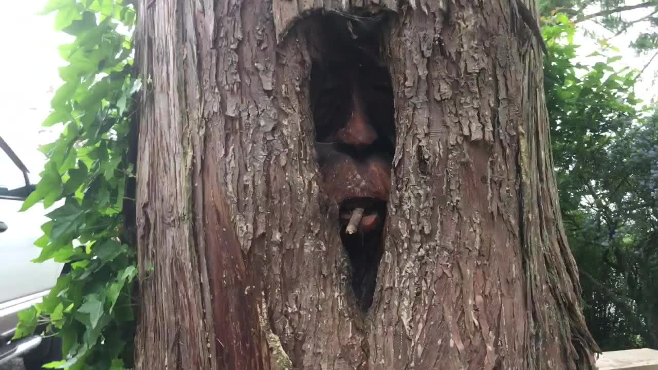 Living Tree Art is Quite Amazing on the Sunshine Coast of British Columbia