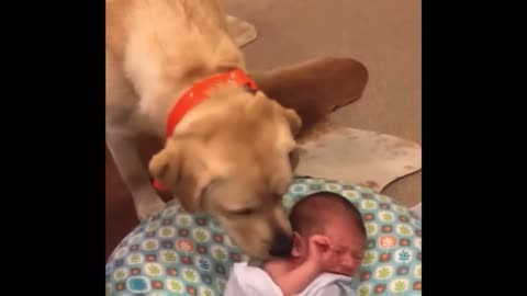 Labrador stops new born from crying