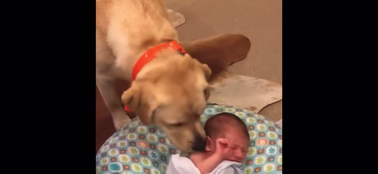 Labrador stops new born from crying