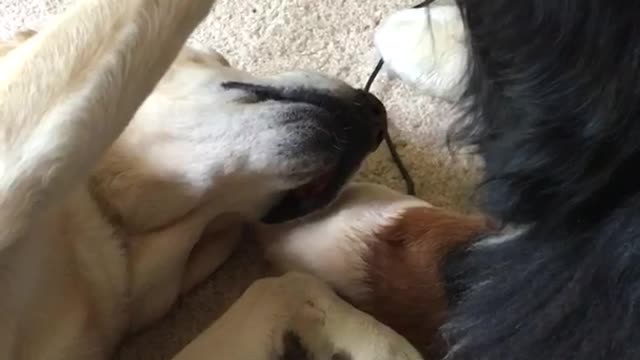 Music white brown dog laying on white carpet slowly petting big black dog